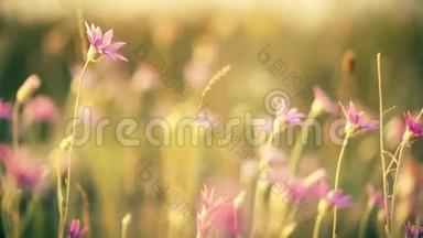 阳光明媚的背景下美丽的草地粉红色的花。 <strong>夏季</strong>主题背景